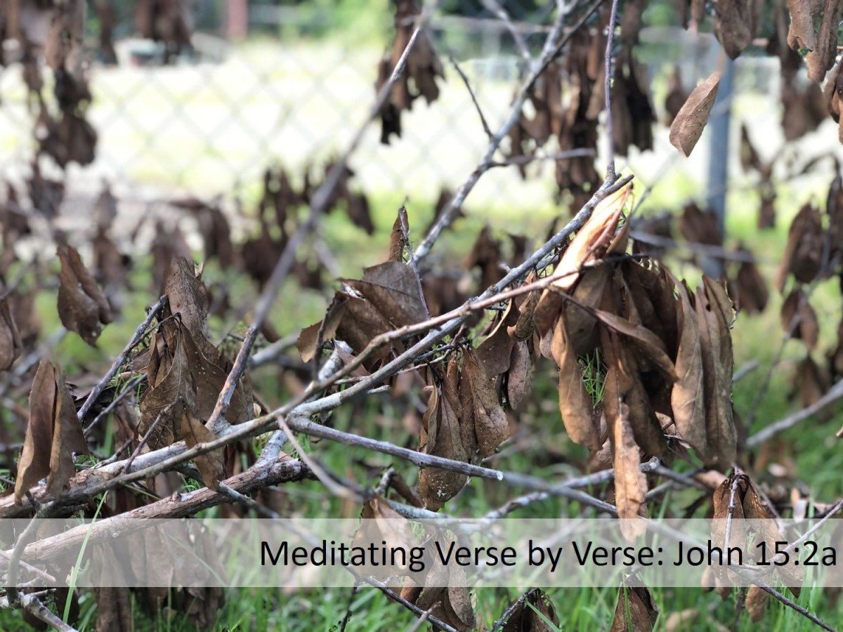 Meditating Verse by Verse: John&nbsp;15:2a